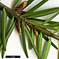 SpeciesSub: var. wilsoniana